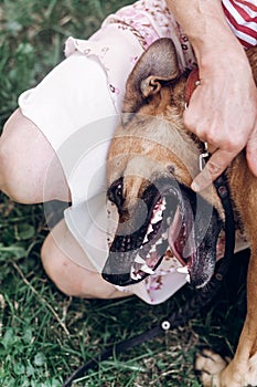 Woman showing dog`s teeth, dog opening his mouth to show teeth,