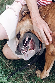 Woman showing dog`s teeth, dog opening his mouth to show teeth,