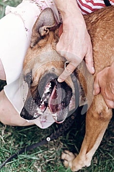 Woman showing dog`s teeth, dog opening his mouth to show teeth,