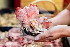 Woman is showing fresh pink oyster mushrooms, fungiculture on a mushroom farm