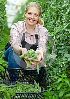 Woman showing harvest of green peas