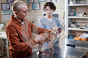 Woman showing her dog to vet doctor