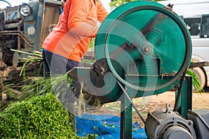 Woman shredding grass