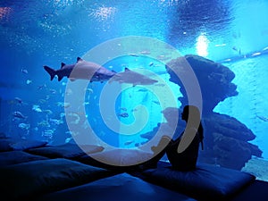 Woman silhouette in front of big aquarium. Dark blue photo with sea fish