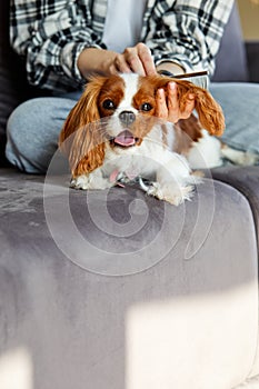 woman sit on sofa and combs domestic dog. Home life. Beauty and health. Pet care. Grooming.