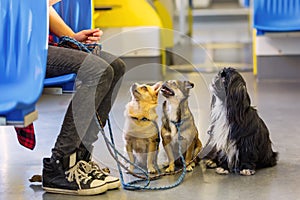 Woman sits with three dogs in a tram