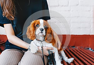 Woman sitting on bench with Cavalier king charles spaniel puppy and holding hands
