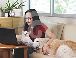 Woman sitting in living room typing on computer laptop  with her Chihuahua dog on her lap and Golden retriever dog lying on sofa