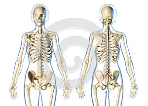 Woman skeletal system front and rear views photo