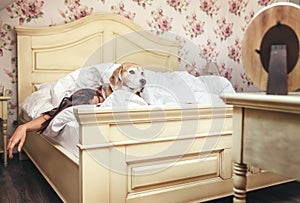 Woman sleep in bed and beagle dog lies under blanket with her