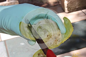 Woman is slicing fruit Fichi d`India Opuntia ficus-indica photo