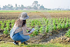 Woman smart farmer using tablet at her farm for modern farming, smart woman, technology, idea concept