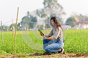 Woman smart farmer using tablet at her farm for modern farming, smart woman, technology, idea concept