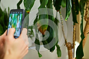 Woman with smartphone taking photo of the leaf diseases Dracaena palm