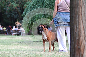 Woman smoking with her Dog in the Park in the end summer