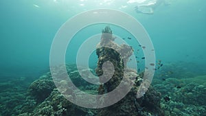 A woman snorkeling in the blue ocean full of corals and tropical fishes.