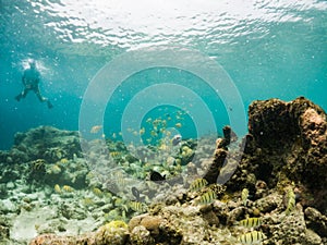 woman snorkeling in clear tropical sea