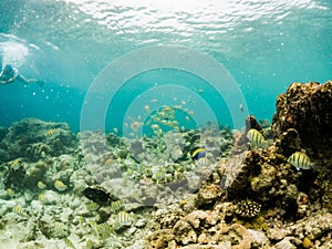 woman snorkeling in clear tropical sea