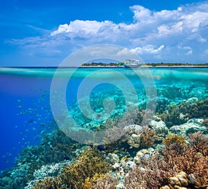 A woman snorkeling near the beautiful coral reef with lots of fi