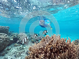 Woman snorkelling in Rarotonga Cook Islands photo