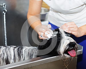 Woman soaping Tibetan terrier dog in stainless steel bathtub