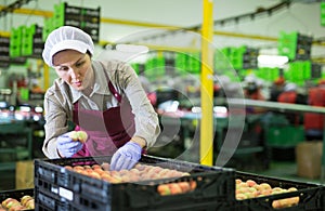 Woman sorts fresh peaches on fruit packing line