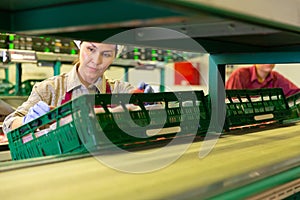 Woman sorts fresh peaches on fruit packing line