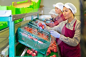 Woman sorts fresh peaches on fruit packing line