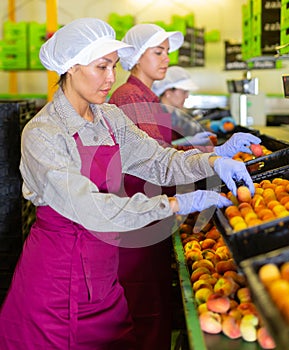 Woman sorts fresh peaches on fruit packing line