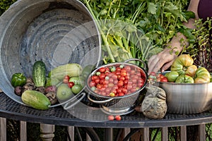Woman sorts through garden vegetable produce, including tomatoes, celery, cucumbers