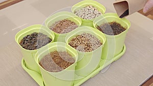 A woman sows microgreen seeds in pots