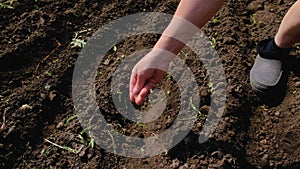 a woman sows seeds in a vegetable garden. Selective focus.