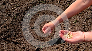 a woman sows seeds in a vegetable garden. Selective focus.