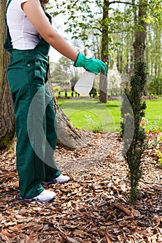 Woman spaying plants photo