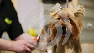 A woman in special clothes professional groomer shears a Yorkshire terrier for an exhibition of beauty. a small dog