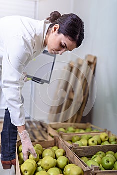 Woman Specialist in Food Quality and Health Control Checking Apples