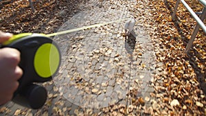 Woman spends leisure time and walks with dog in autumn park