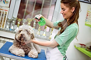 Woman spraying Barbe dog. Dog gets hair cut at Pet Spa Grooming Salon. Closeup of Dog. groomer concept.the dog has a haircut