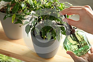 Woman spraying ficus with plant mister, closeup