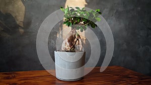 Woman spraying houseplant from a spray bottle. Indoor potted plant care concept.