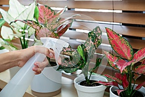 Woman spraying houseplant on windowsill at home, closeup