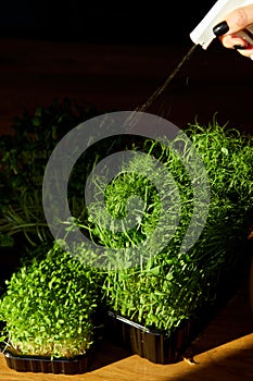 Woman spraying microgreen with water at wooden table  hard light  close up  copy space.