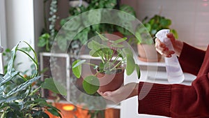 Woman spraying Pilea peperomioides known as Chinese money plant . Plant care, hobby.