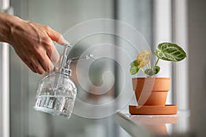 Woman spraying on plant leaves. Female hand sprays water on small Anthurium houseplant in clay pot