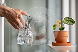 Woman spraying on plant leaves. Female hand sprays water on small Anthurium houseplant in clay pot