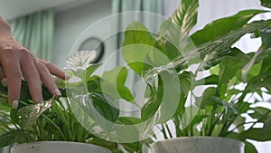 Woman spraying plant with pure water from spray bottle at her home.