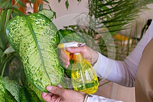 Woman spraying plants dieffenbachia a with a spray bottle.Taking care of plants indoors. Care for houseplants at home