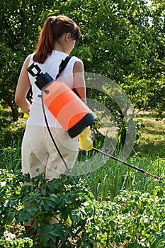 Woman spraying potato plant