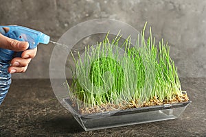 Woman spraying sprouted wheat grass on table