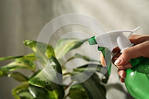 Woman spraying water onto houseplant at home, closeup